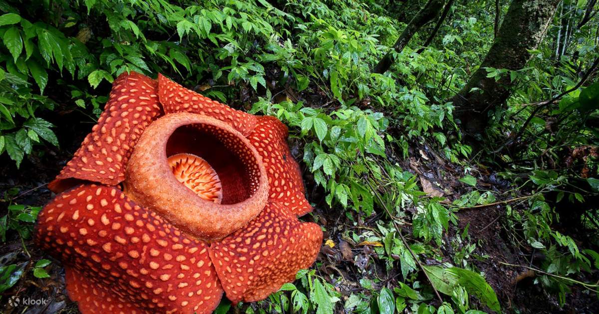 cameron highlands rafflesia tour